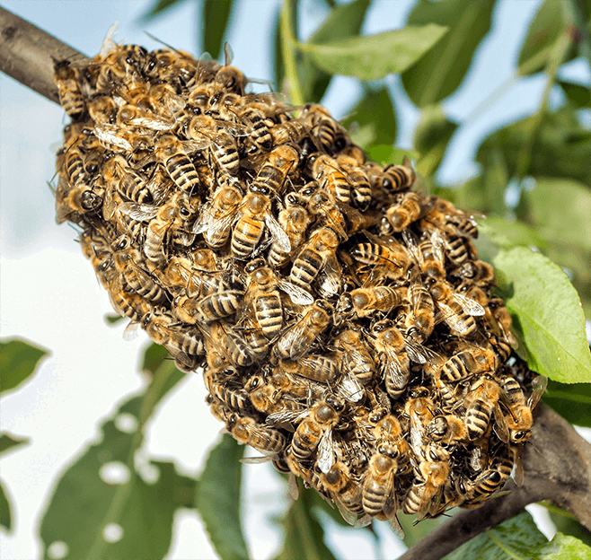 Bienennest auf einem Baum