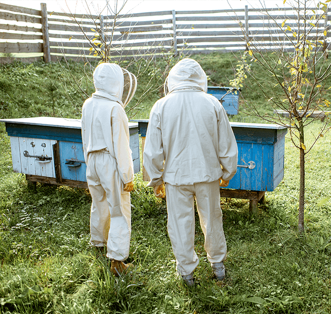 Bienennest auf einem Baum