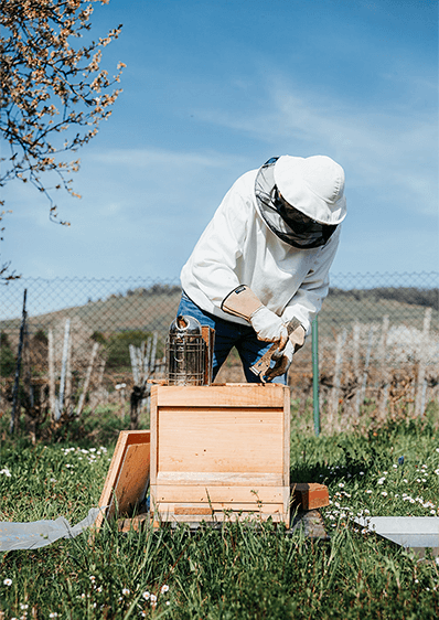 Bienennest auf einem Baum