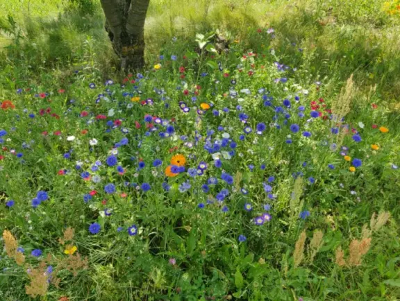 Imkerei Lenz Galerie Bild 1