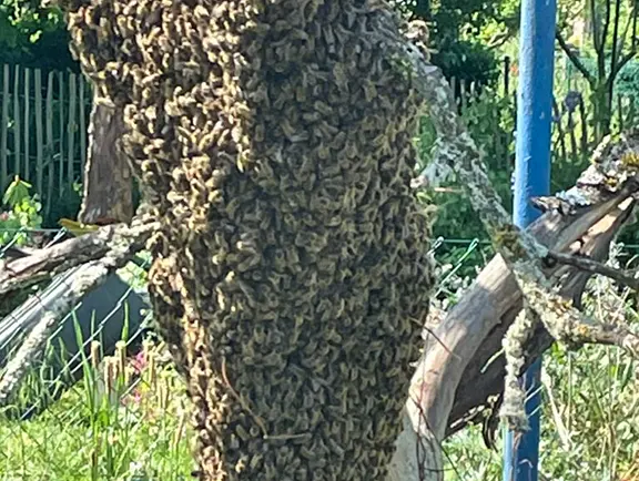 Imkerei Lenz Galerie Bild 2