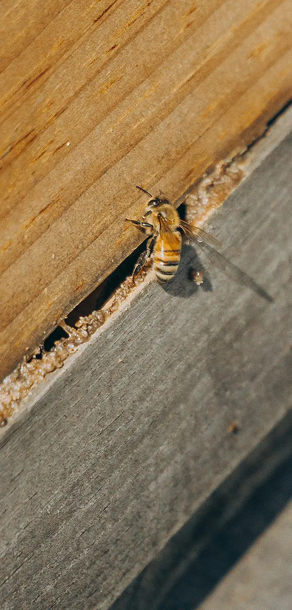 Imkerei Lenz Galerie Bild 2