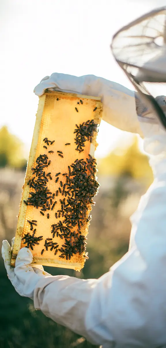 Imkerei Lenz Galerie Bild 2