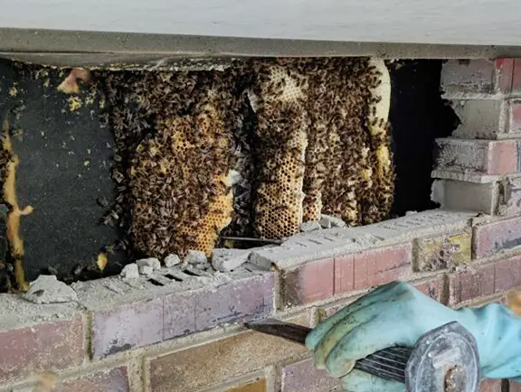 Imkerei Lenz Galerie Bild 2